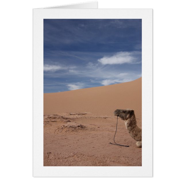 Camel vid Dunes Hälsningskort (Framsidan)