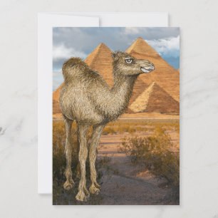 Camel vid Pyramids inbjudan