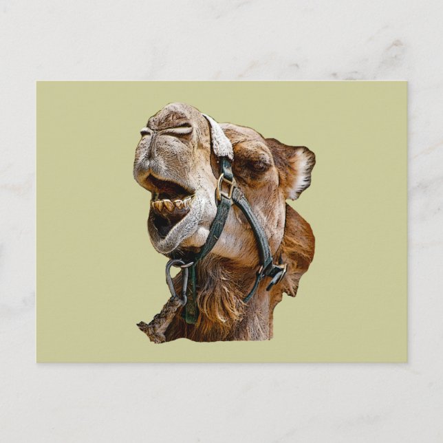 Camel vycard vykort (Framsida)