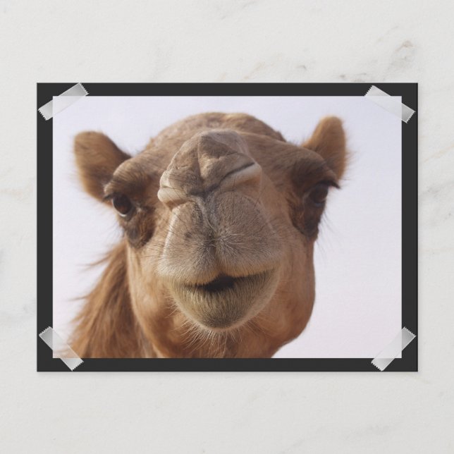 Camel vycard vykort (Framsida)