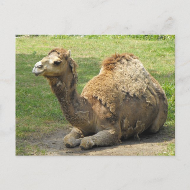 Camel vycard vykort (Framsida)