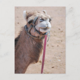 Camel Vykort