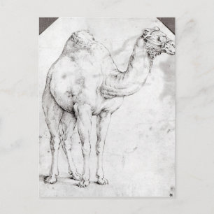 Camel Vykort
