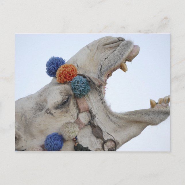 Camel Vykort (Framsida)