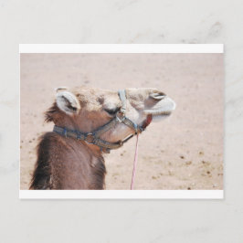 Camel Vykort
