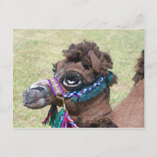 Camel Vykort