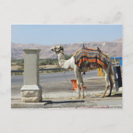 Camel Vykort