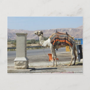 Camel Vykort
