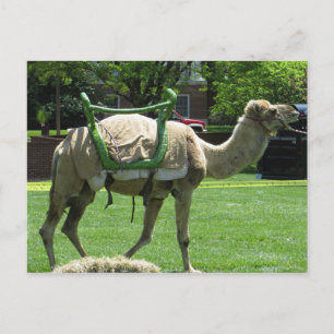 Camel Vykort
