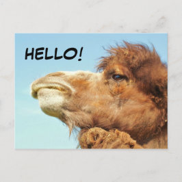 Camel - vykort
