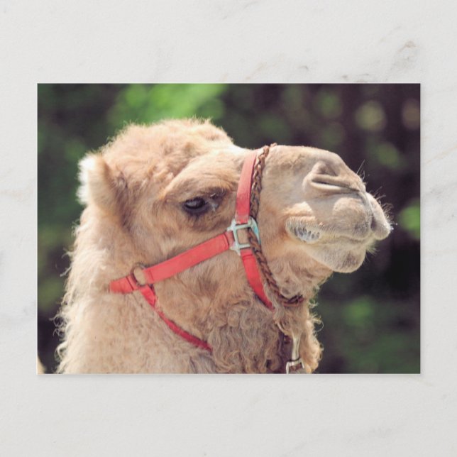 Camel Vykort (Framsida)