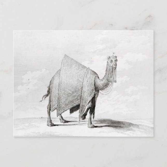 Camel Vykort (Framsida)