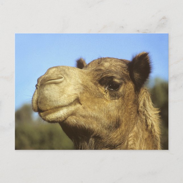 Camel Vykort (Framsida)
