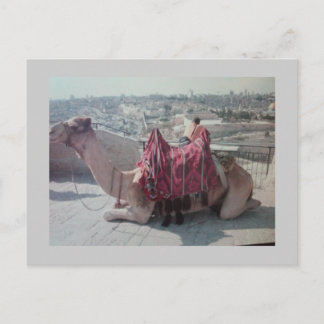 CAMEL VYKORT