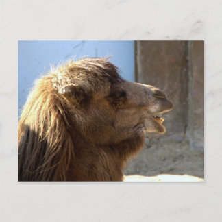 Camel Vykort