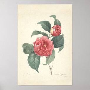 Camelia kanvastryck poster