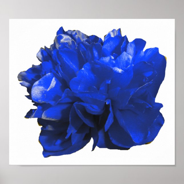 Camelia Pop Blue Poster (Framsidan)