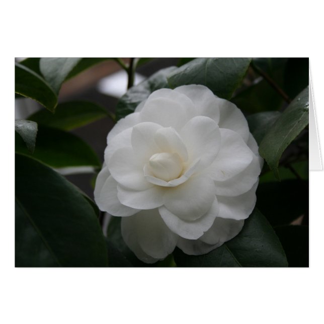 Camelia, vit hälsningskort (Framsidan Horizontal)