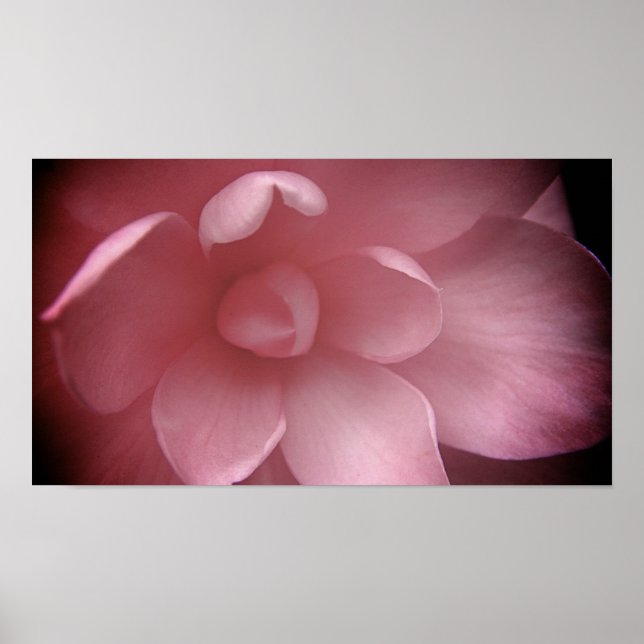 Camelias 4 poster (Framsidan)