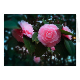 Camelias Hälsningskort