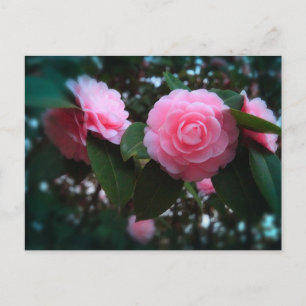 Camelias Vykort