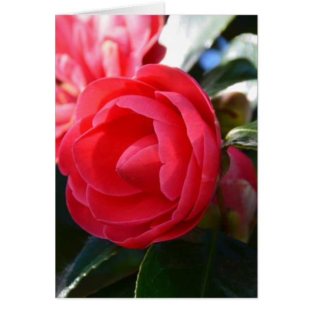 Camellia Blommar Hälsningskort (Framsidan)