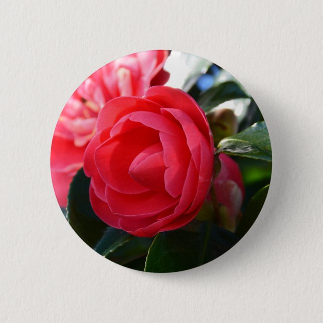 Camellia Blommar Knapp (Framsida)