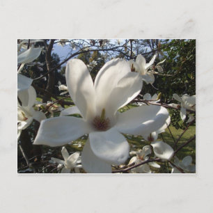 Camellia Blosson Vykort