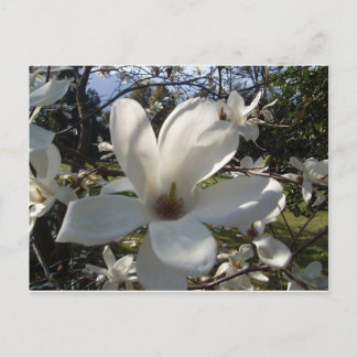 Camellia Blosson Vykort