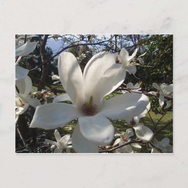 Camellia Blosson Vykort (Framsida)