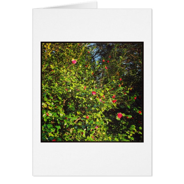 Camellia Bush 2. Hälsningskort (Framsidan)