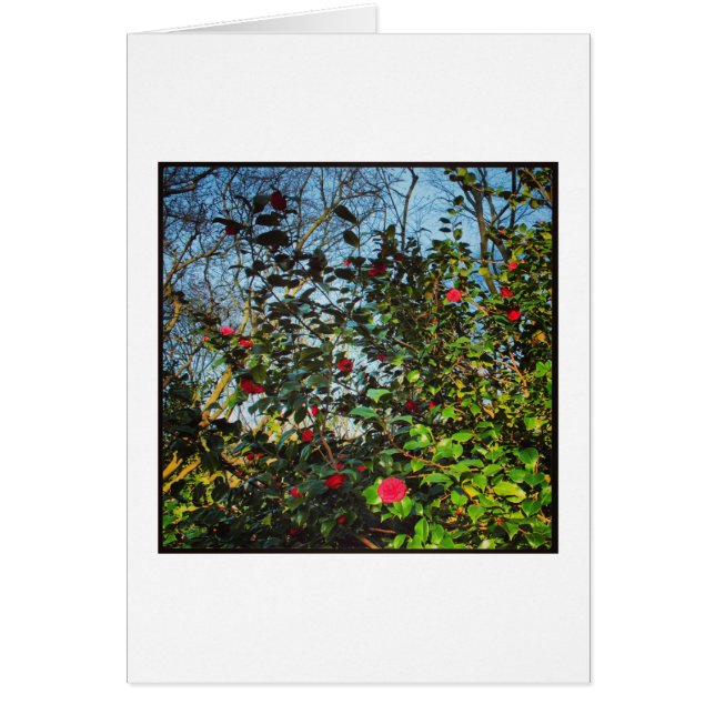 Camellia Bush. Hälsningskort (Framsidan)