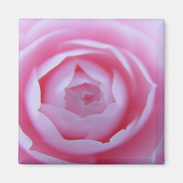 Camellia Closeup Magnet (Framsidan)
