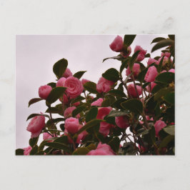 Camellia Flowers Vykort