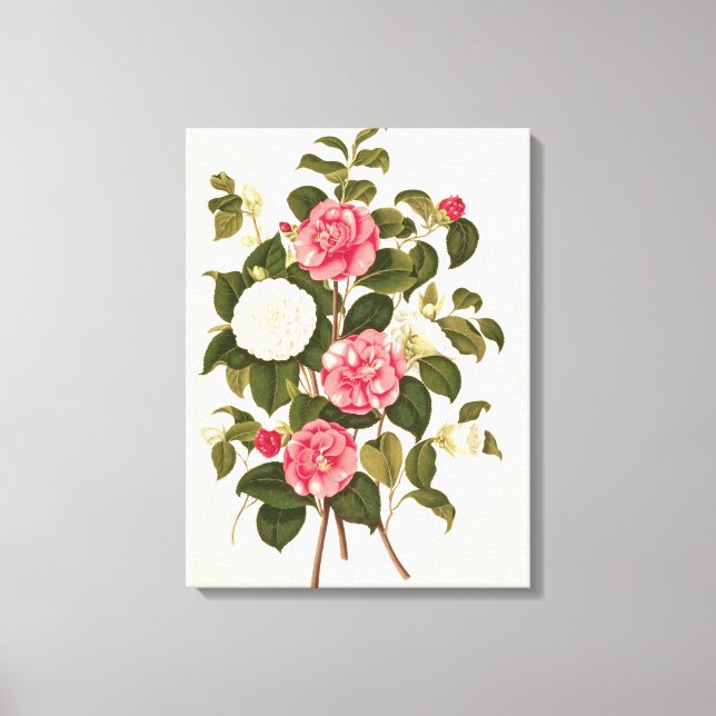 Camellia från "A Monograph on the Genus" Canvastryck (Framsida)