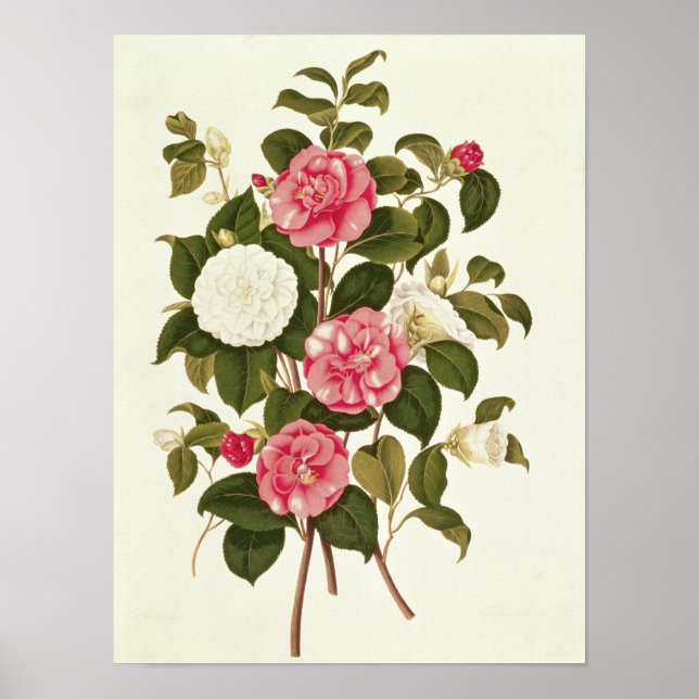 Camellia från "A Monograph on the Genus" Poster (Framsidan)
