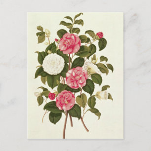 Camellia från "A Monograph on the Genus" Vykort