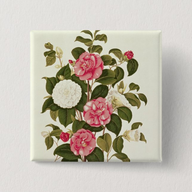 Camellia från "en Monograph på genus'na Knapp (Framsida)