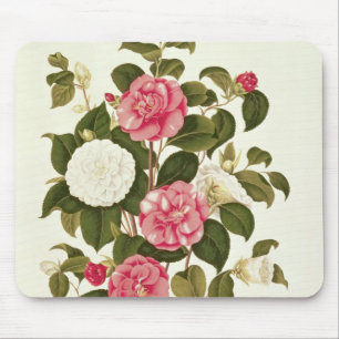 Camellia från "en Monograph på genus'na Musmatta