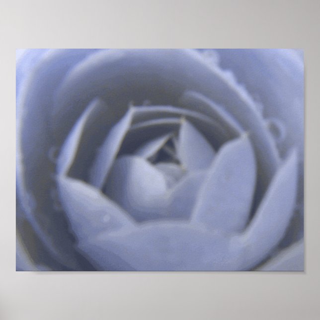 Camellia Frozen Beauty Print Poster (Framsidan)