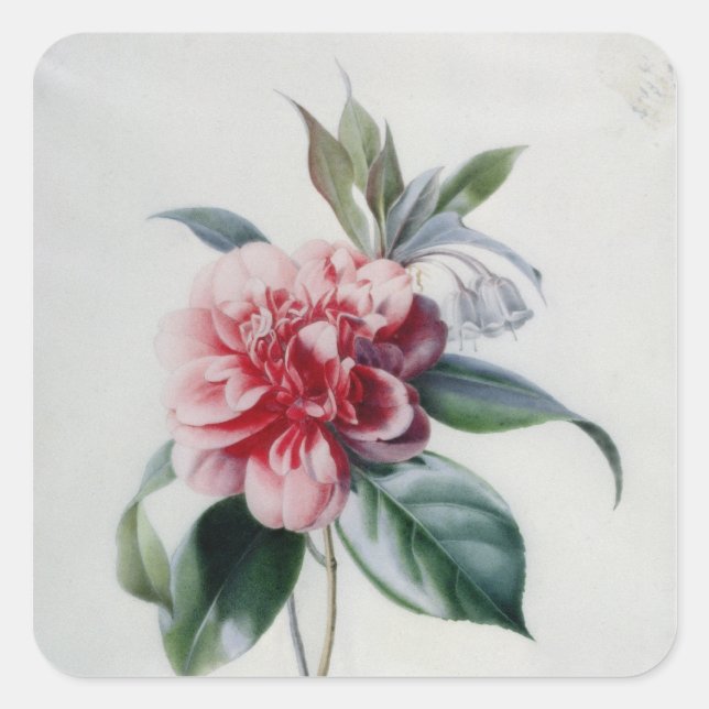 Camellia Fyrkantigt Klistermärke (Framsida)