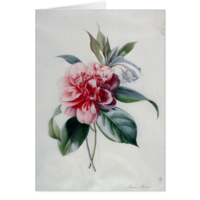 Camellia Hälsningskort (Framsidan)