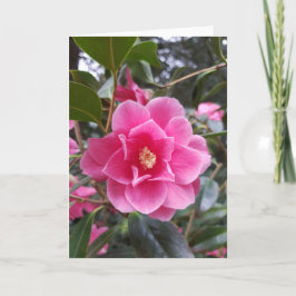 Camellia i parken kort