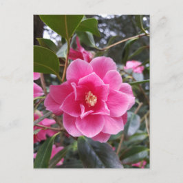 Camellia i parkens vykort