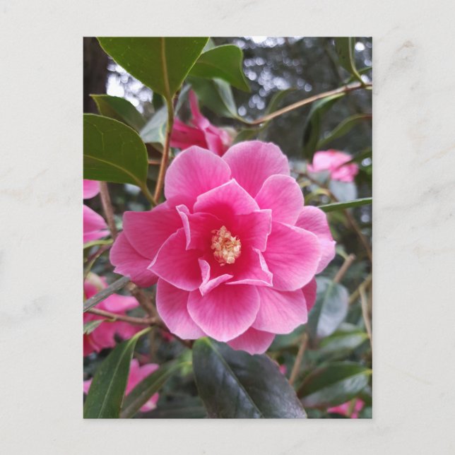 Camellia i parkens vykort (Framsida)