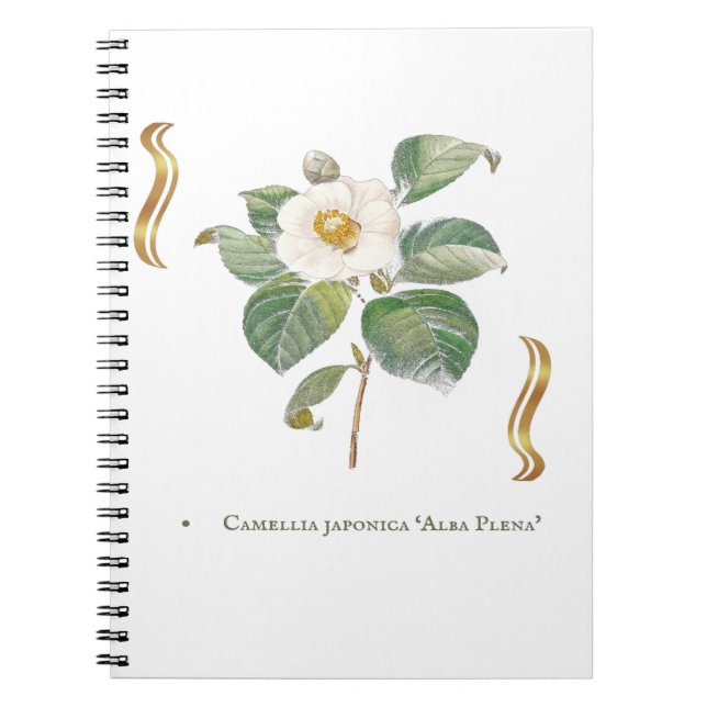 Camellia japonica 'Alba Plena'  Anteckningsbok (Framsidan)