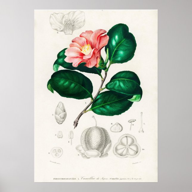 Camellia japonica (Camélia du Japon) Poster (Framsidan)
