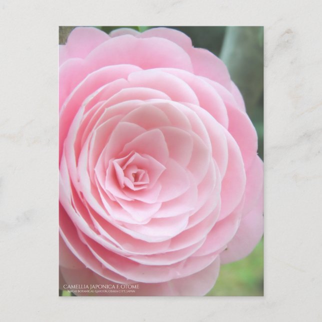 Camellia japonica f. komma:vykort vykort (Framsida)