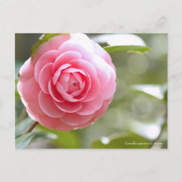 Camellia japonica f. otome [vykort] vykort
