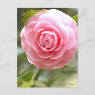 Camellia japonica f. otome [vykort] vykort